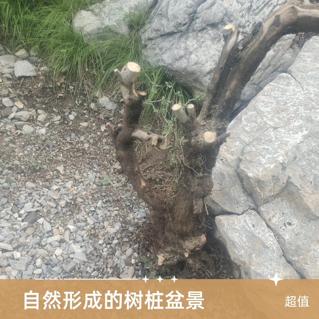 黄荆山木香黄栌原生老桩盆栽盆景庭院观赏植物石榴树老桩