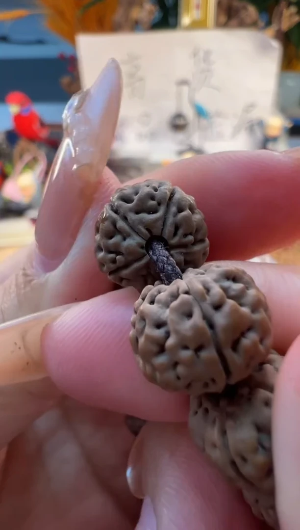 吊坠金刚菩提847纯血勿里达老树王11mm