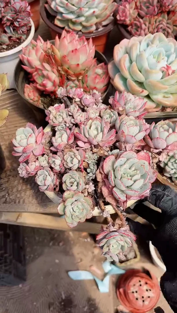 【闪购商品】05437