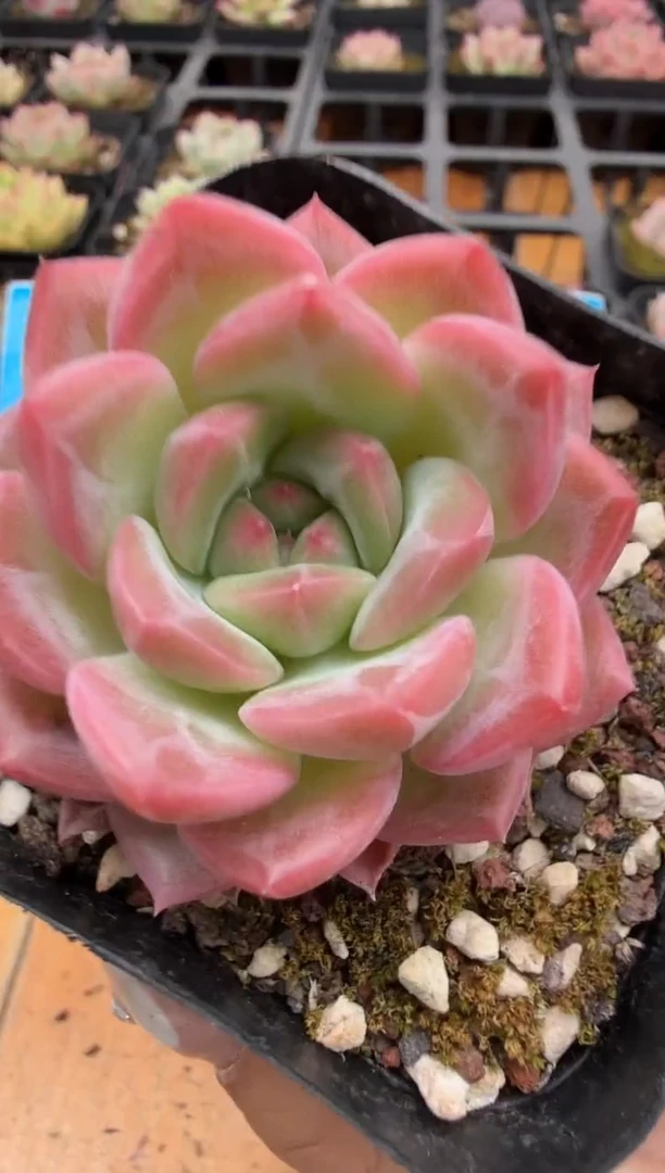 东云多肉园二店-53