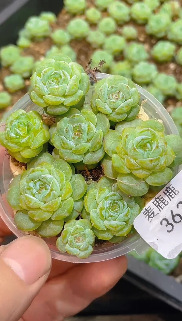 363甘蓝       量拍