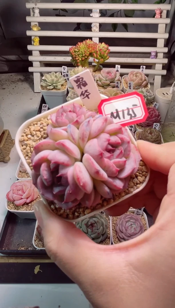 【闪购商品】M135霜华一物一拍