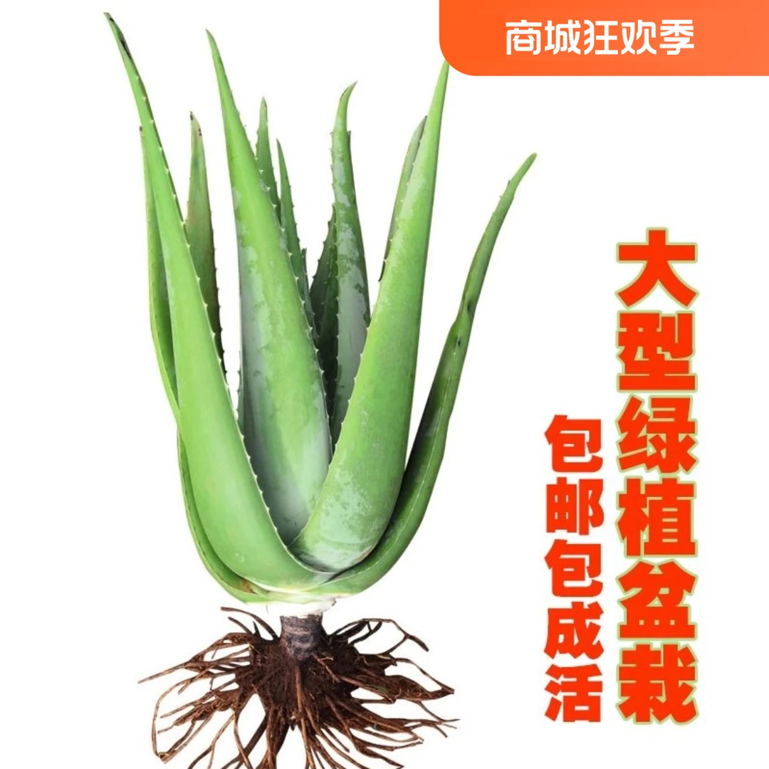 美容院库拉索芦荟苗盆栽多肉植物美容灌肤补水食用室内外花卉绿植