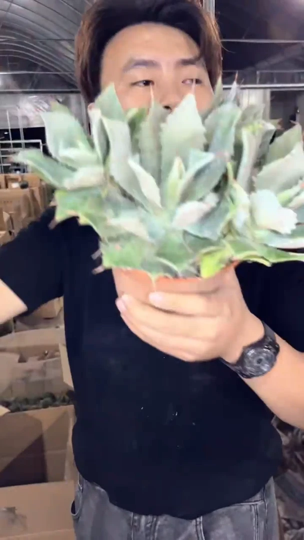 风雷神 龙舌兰【带根】