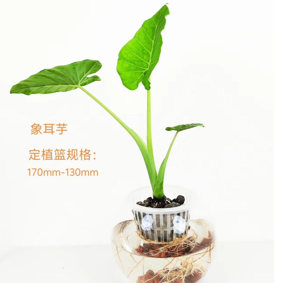 水培象耳芋好养大型室内养殖