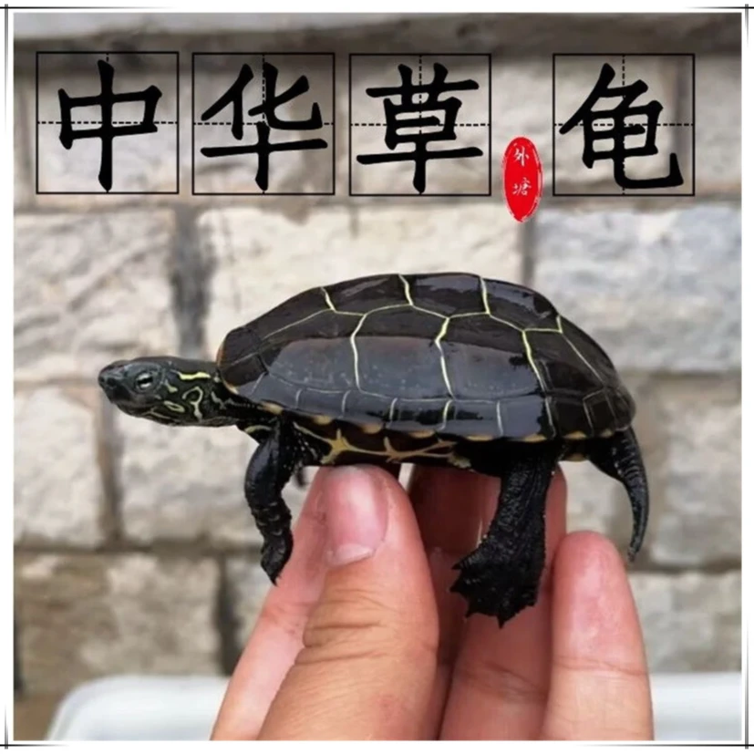 中华草龟宠物乌龟 黑腹墨龟观赏龟 人工合法养殖外塘 直播间选龟
