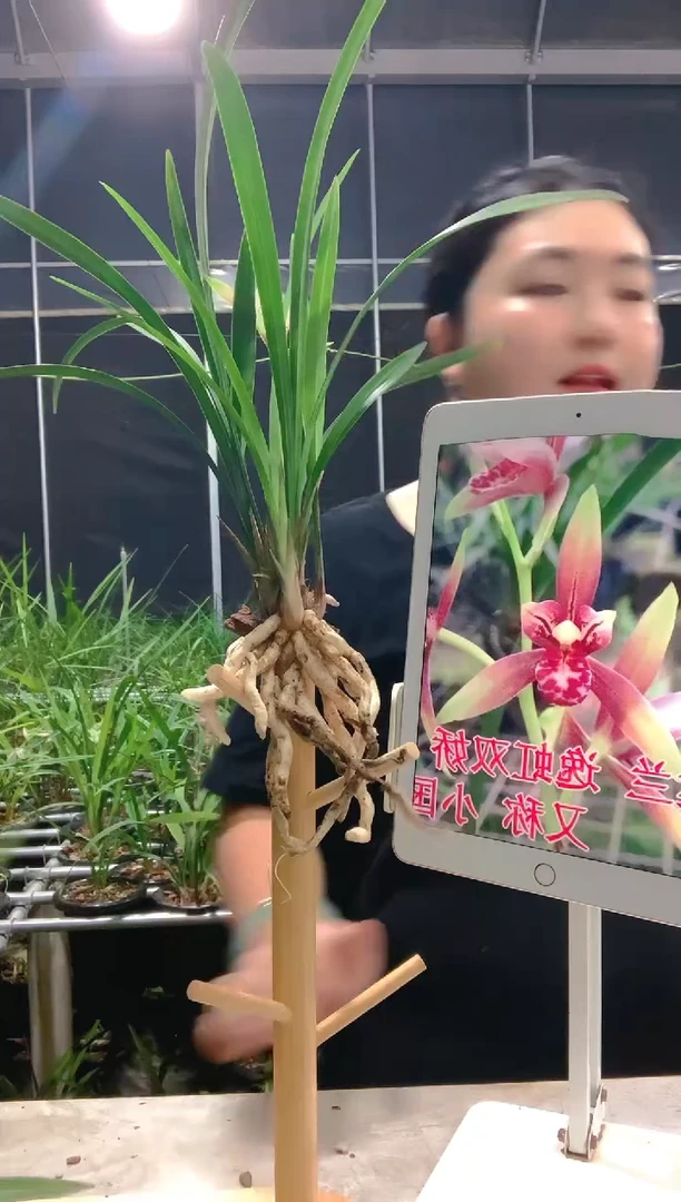当前无花朵，栽培后可花朵安*小国魂