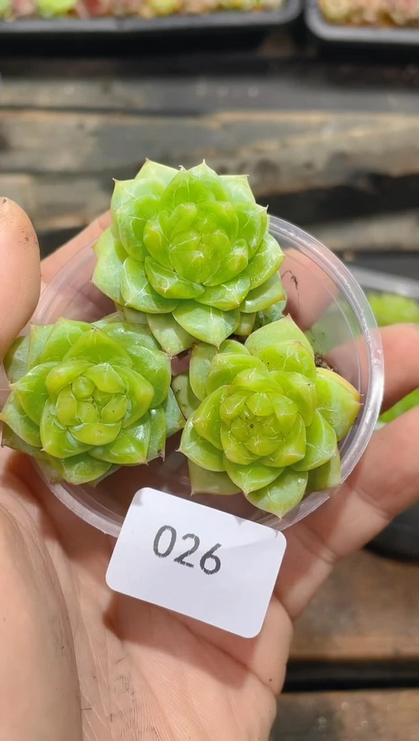 026明兰珍妮       量拍3颗