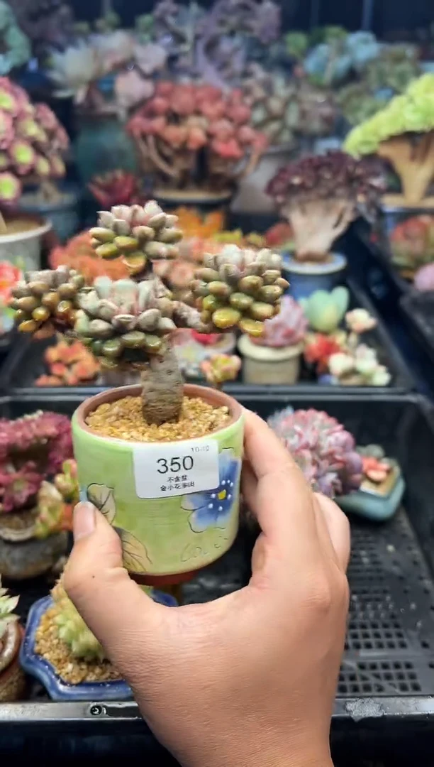 M**W350            不带盆