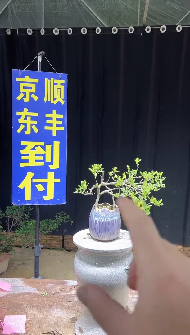 大量花朵（建议范围：8朵-15朵 或40%以上）楚****廊海岛栀子花