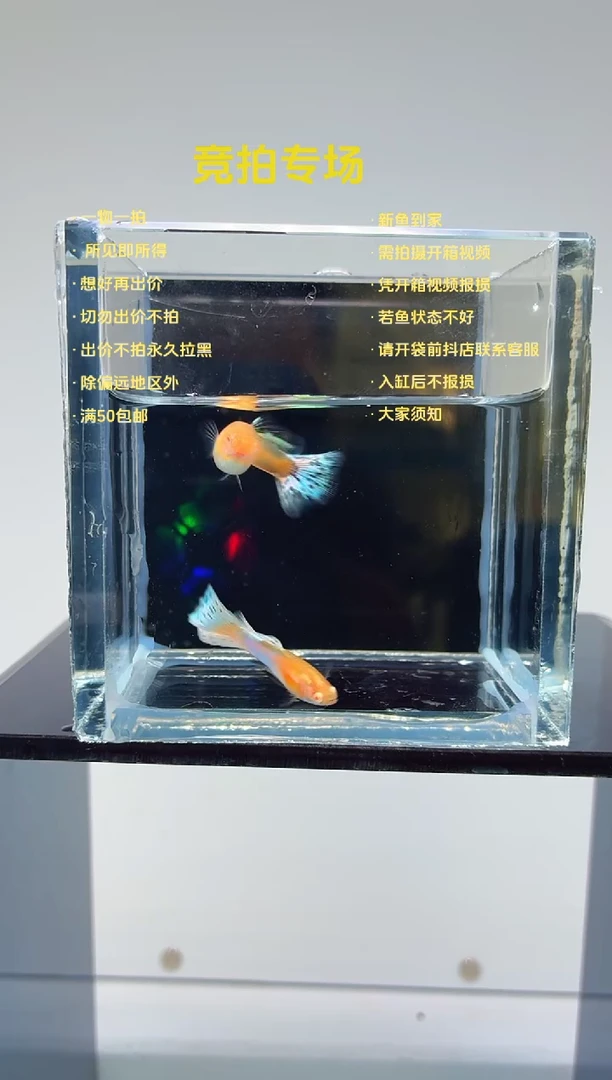 孔雀鱼新加蓝白子马赛克白子一对-48