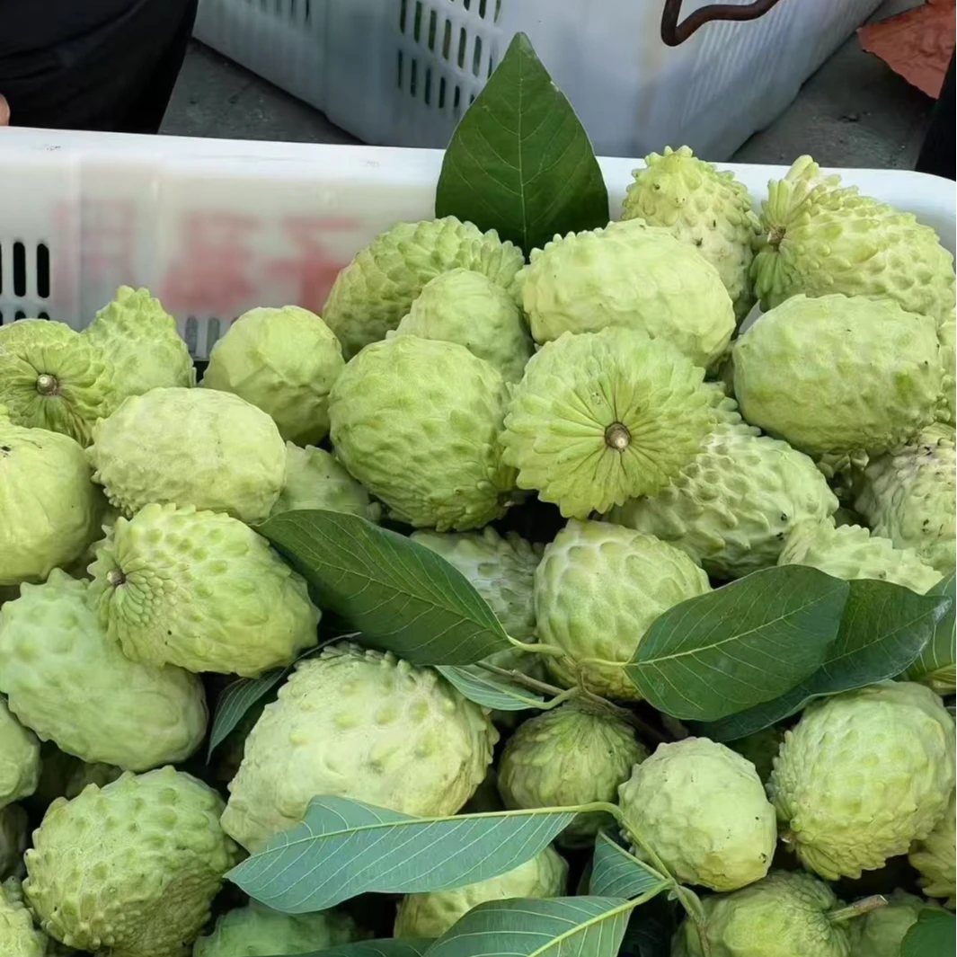 攀枝花释迦果产地直销