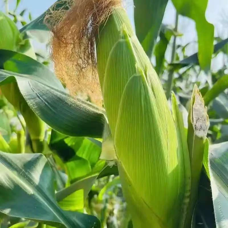 内蒙古花糯玉米！真空甜糯玉米香甜软糯早餐必备