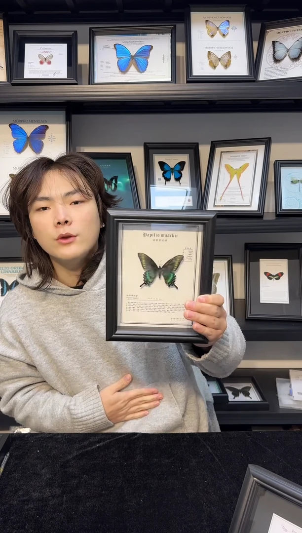 玻璃真实蝴蝶标本