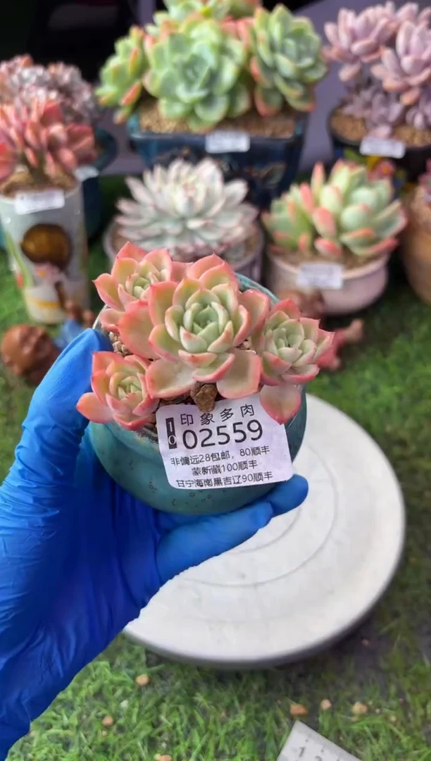 昆明印象多肉02559