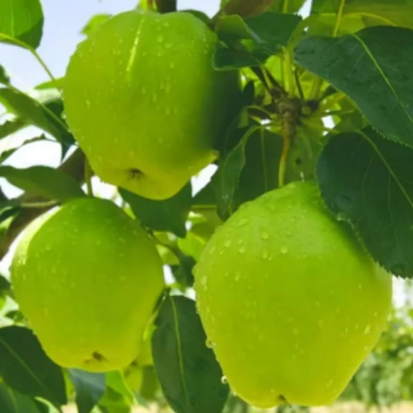 共裕农牧祁连山4.5斤青香早酥梨清甜爽口皮薄肉厚核小多汁清脆