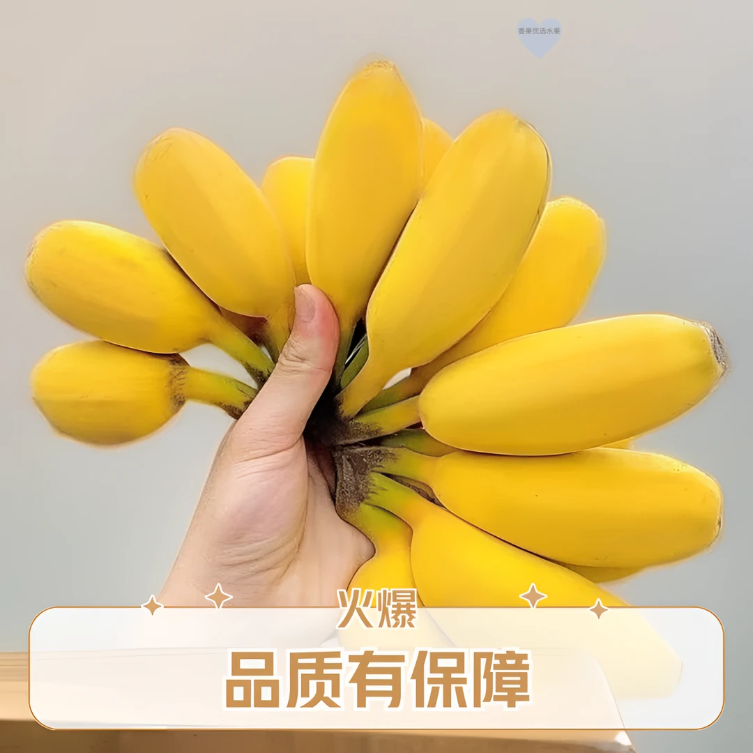 正宗苹果蕉薄皮香蕉苹果蕉新鲜不打催熟剂自己催熟农家自销自熟