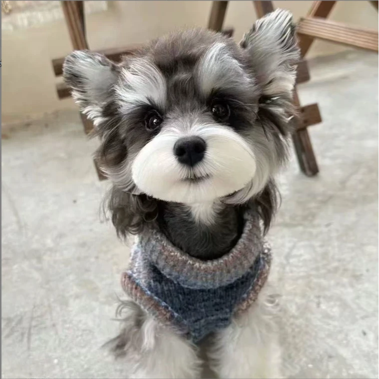 （禹宠雪纳瑞家）T狗狗活体