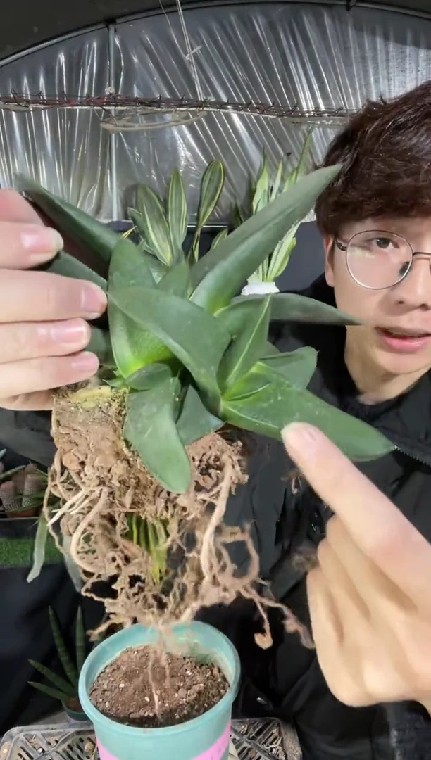 【闪购商品】卧牛脱土23.8