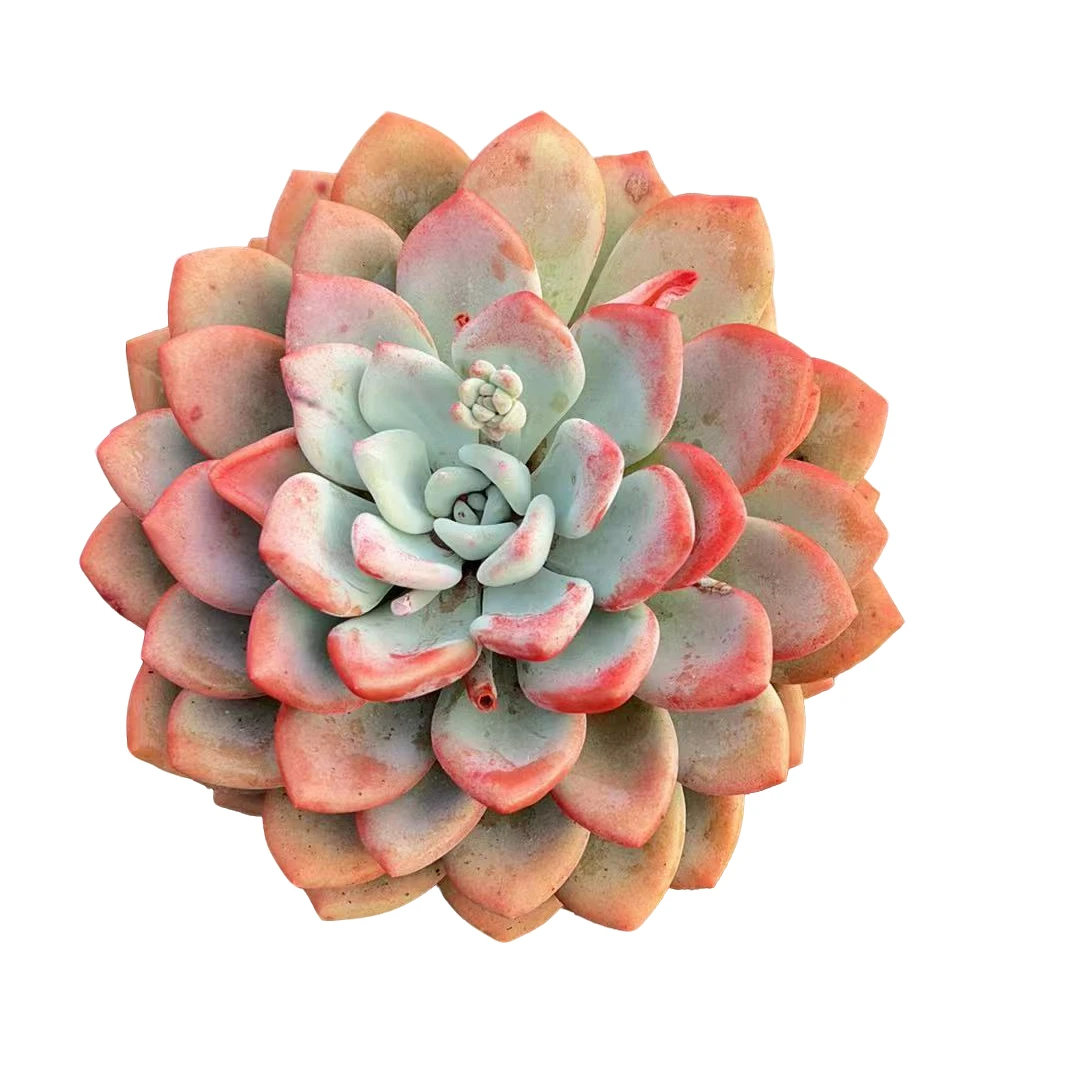 高黑杯单头奥普多肉植物种植优选精选发货售后基地自产自产自销