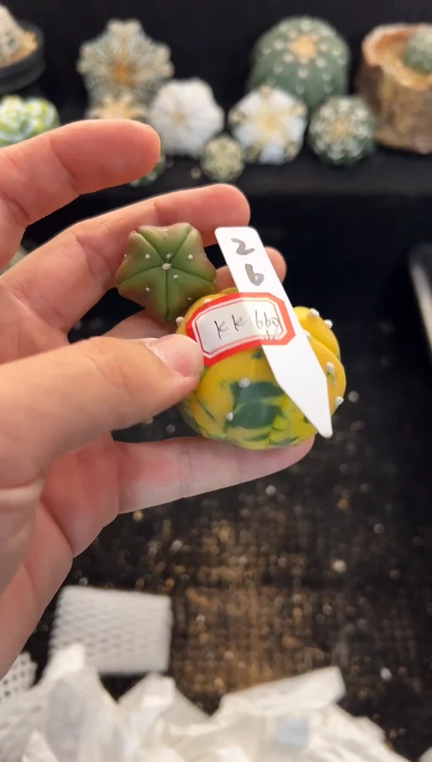 K*实生根星兜无盆土编码