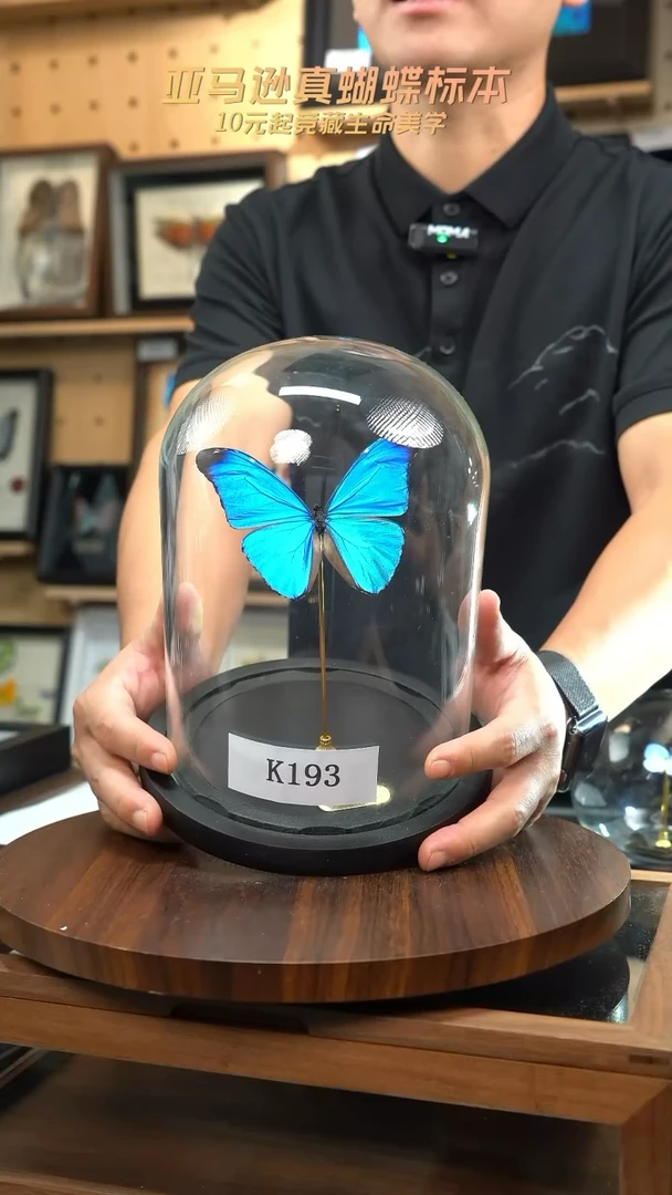 绿幽灵闪蝶玻璃罩款k193