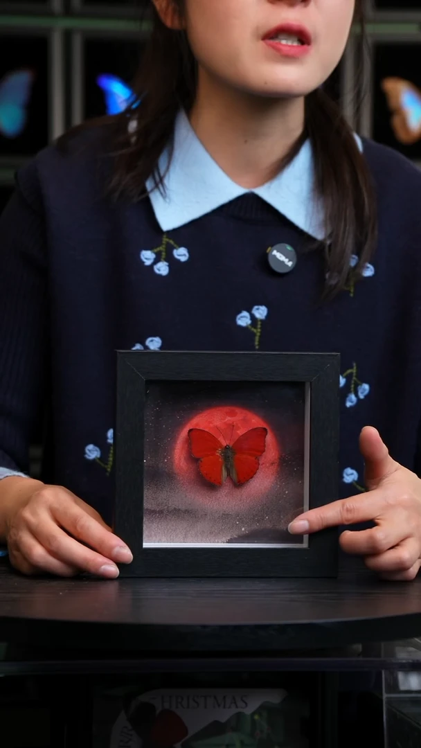 血漪蛱蝶6寸黑色方框红日款