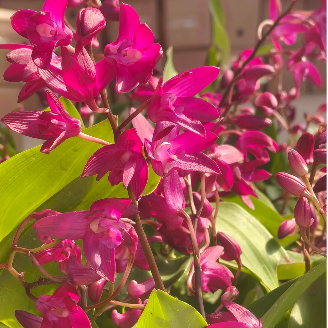 5杆起红大明石斛兰无花不带花苞兰花盆栽花卉老桩