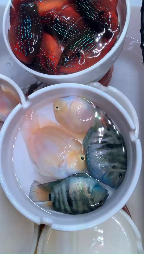 鹦鹉鱼宝蓝一对白金一对