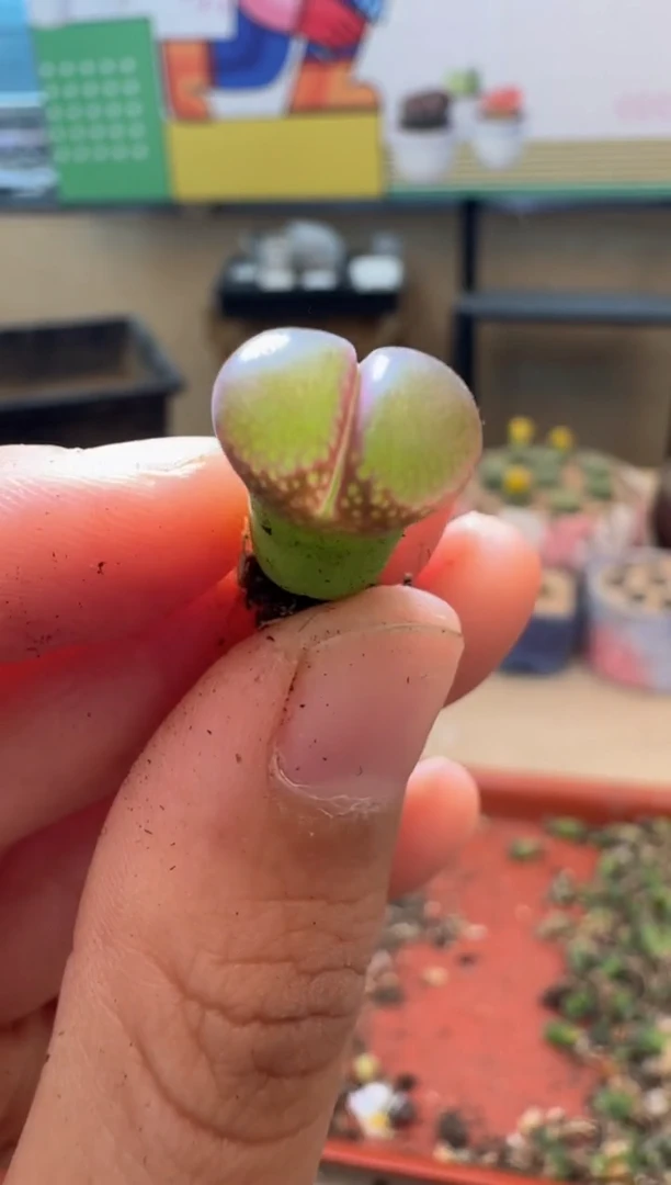 多肉植物肉锥12-133 gfw731