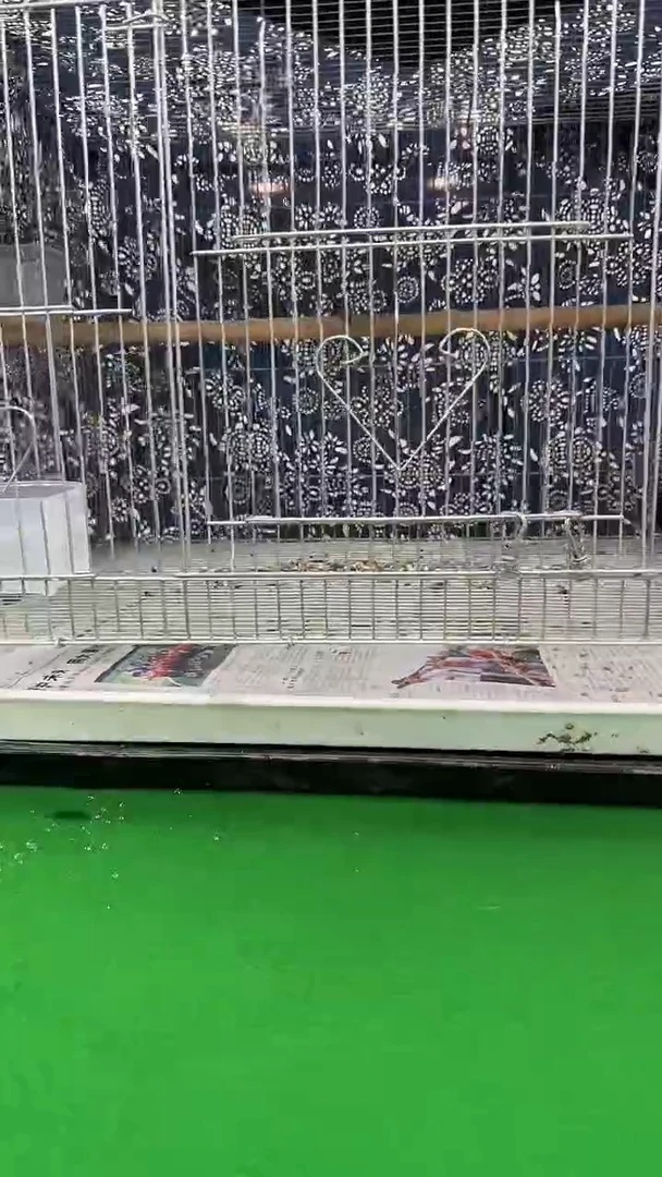 2号老毛长尾养笼0元起拍