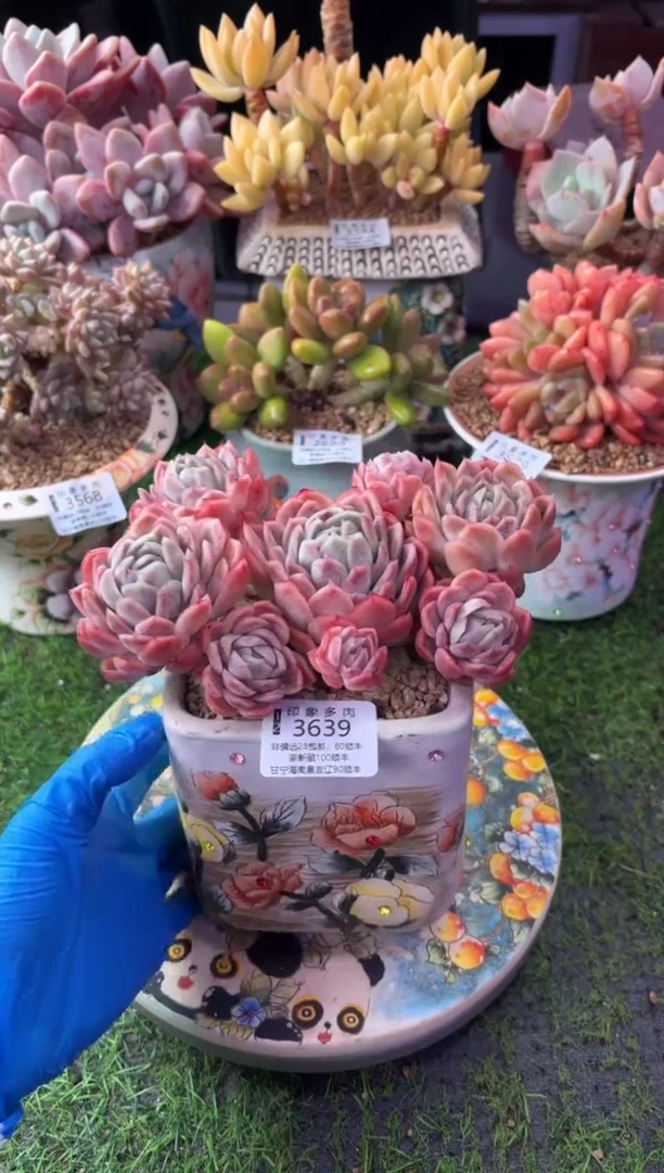 昆明印象多肉3639