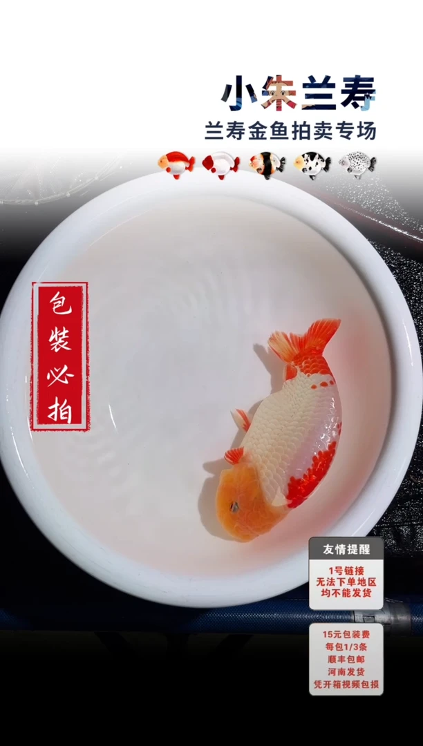 金鱼包装必拍未拍顺丰到付2号