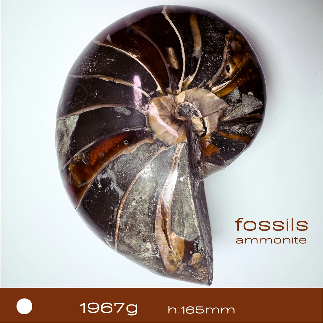 *特大【鹦鹉螺/马达加斯加】家居摆件收藏级摆件