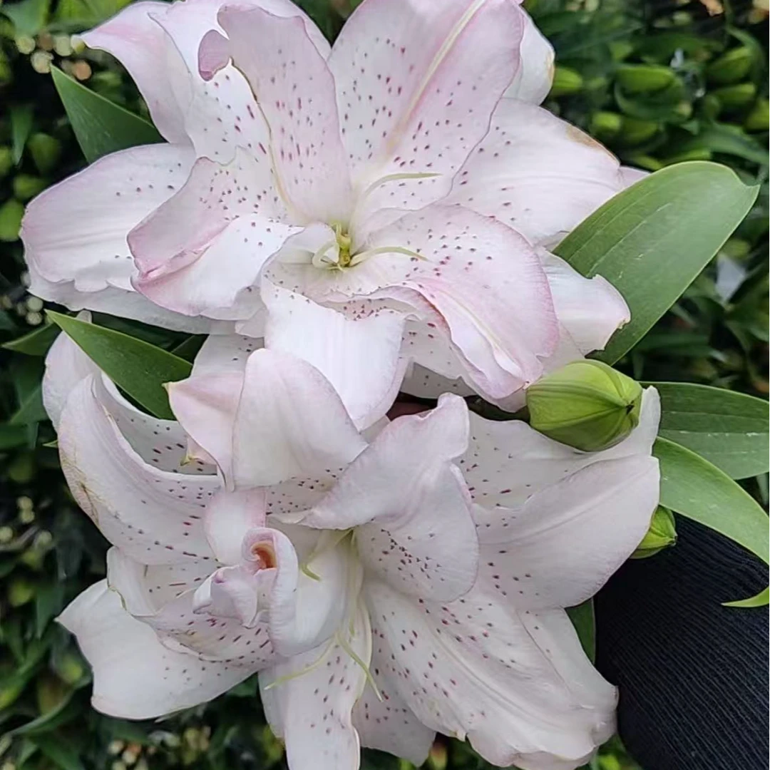 【花喜甄选】樱酥少女重瓣百合鲜花云南鲜花基地现摘直发顺丰包邮