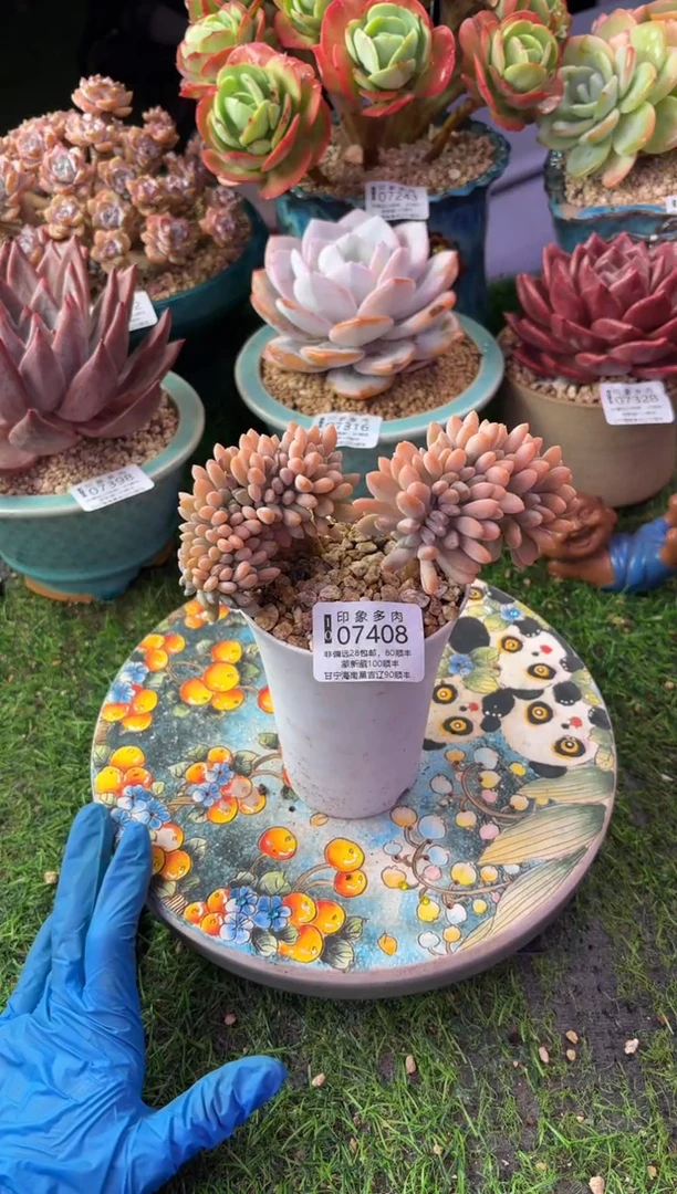 昆明印象多肉07408