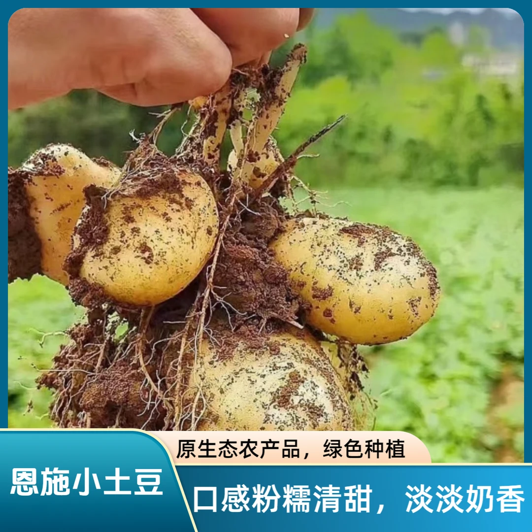 江橙小哥湖北恩施小土豆新鲜黄心土豆农家自种粉糯现挖现发