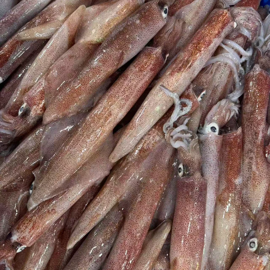 钓火箭管 鲜冻 次日达 顺丰快递 厦门发货 1500g