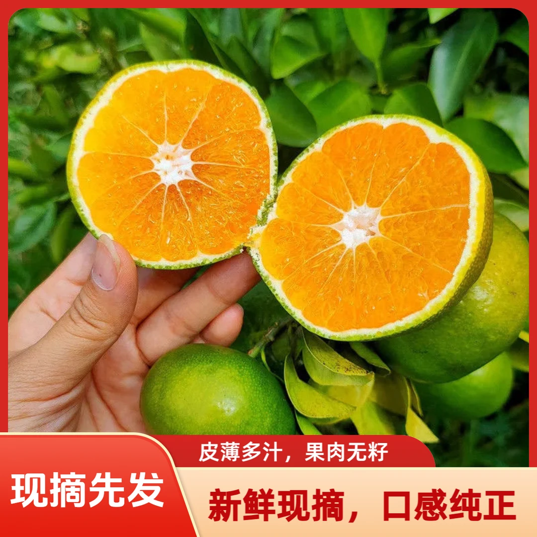 四川蜜桔新鲜水果青皮蜜橘皮薄多汁应季早熟无籽桔子包邮