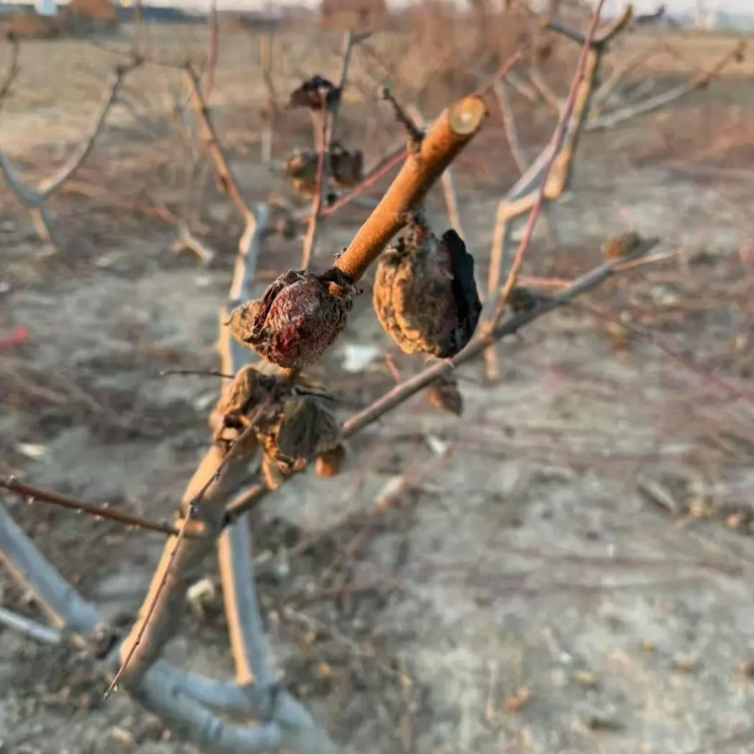 非金属木质吊坠 桃核吊坠桃枭原皮野生桃枭天然桃核饰品