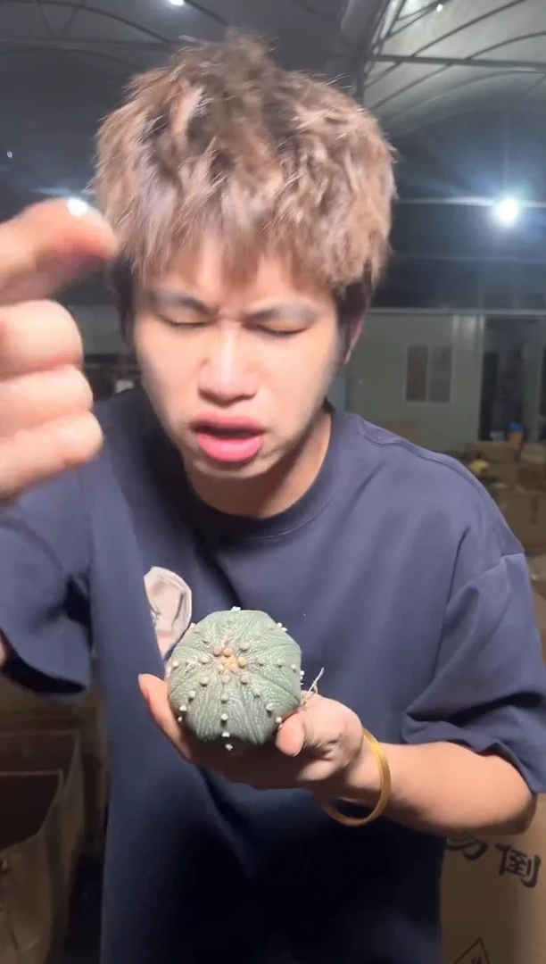 5-7cm 实生根 星兜