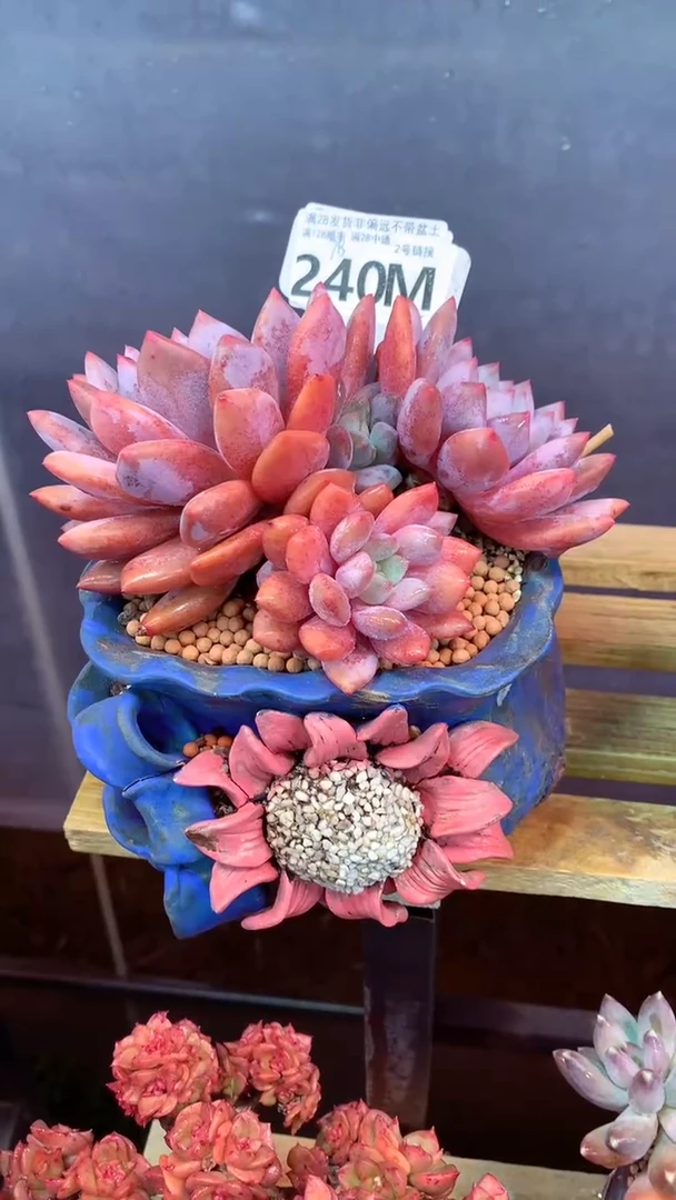 240M（一物一拍，精品多肉，所见即所得 ）