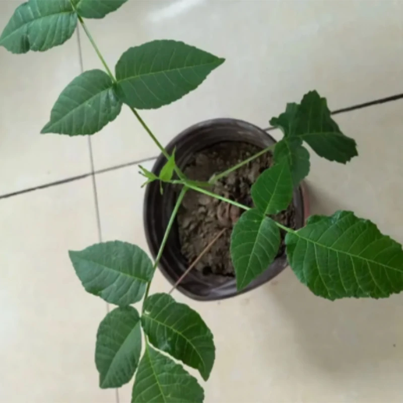 元宝文玩核桃盆栽【带绿叶】第二年结果|死了补发