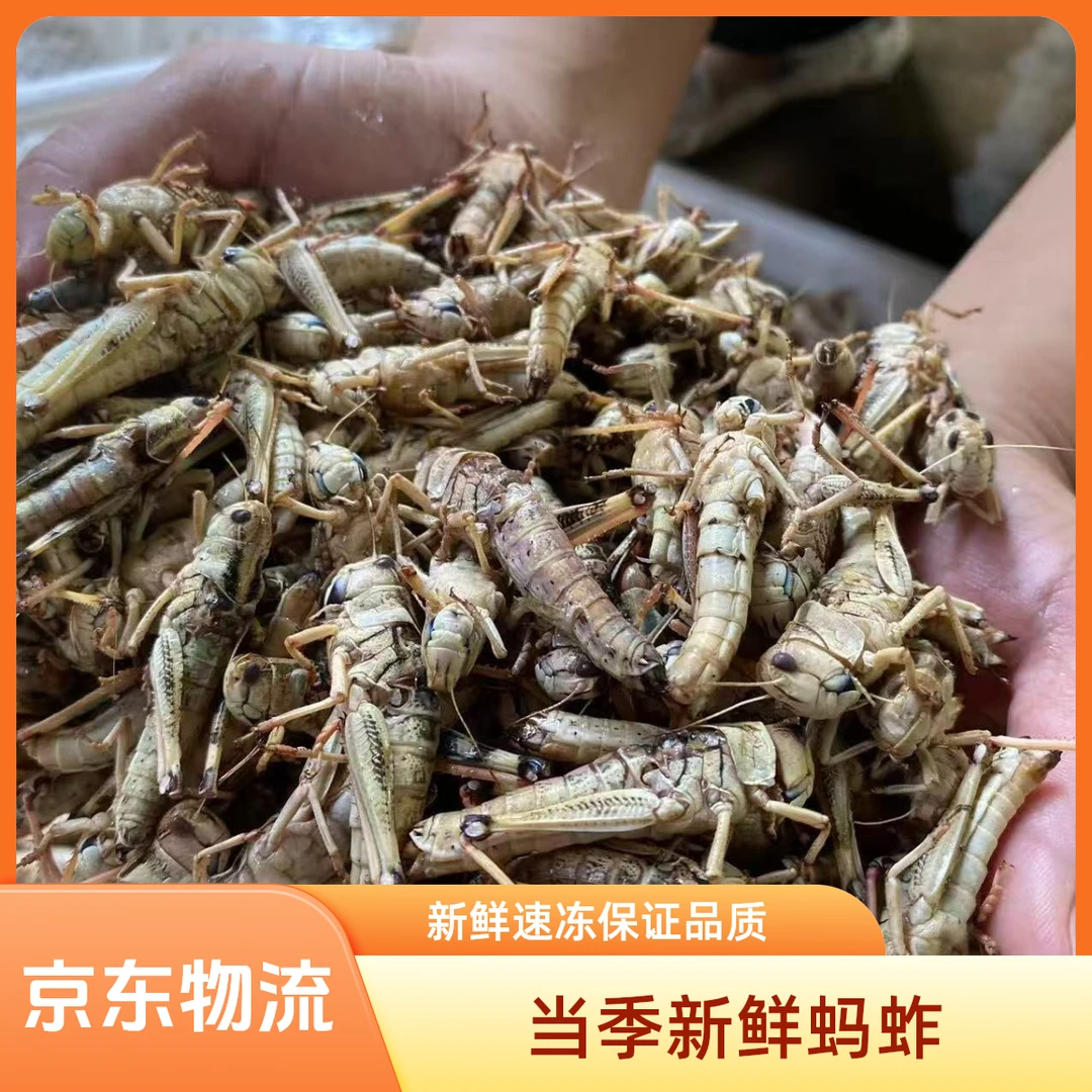 新鲜速冻蚂蚱蝗虫批发蚱蜢带籽纯母去翅纯母蚂蚱包邮烧烤油炸吃