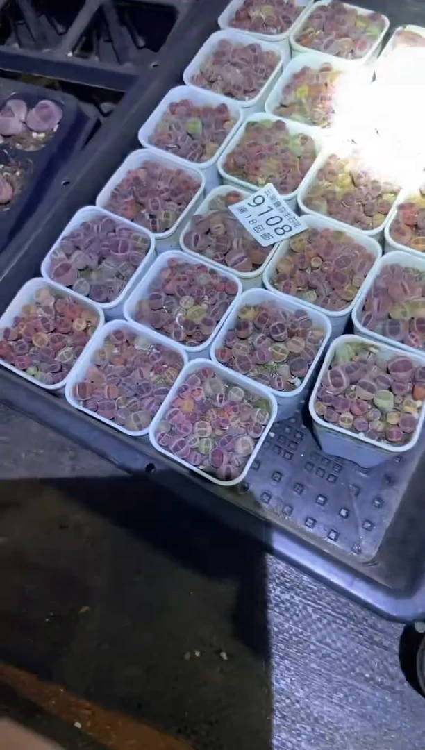 【闪购商品】9108紫色混合发货1盒微瑕量拍