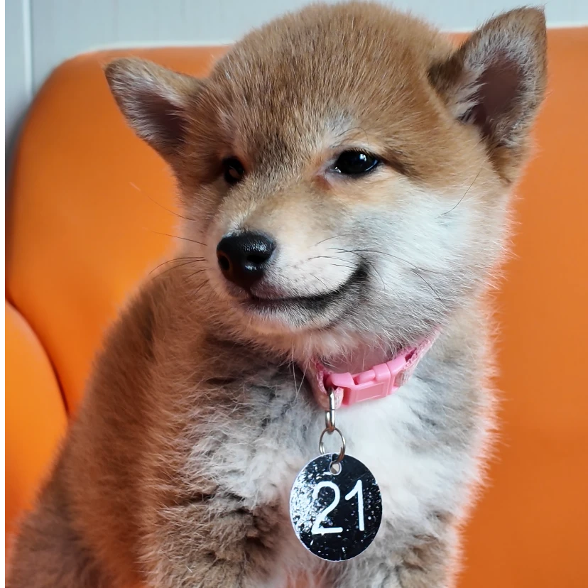 活体宠物赤色豆柴弟弟