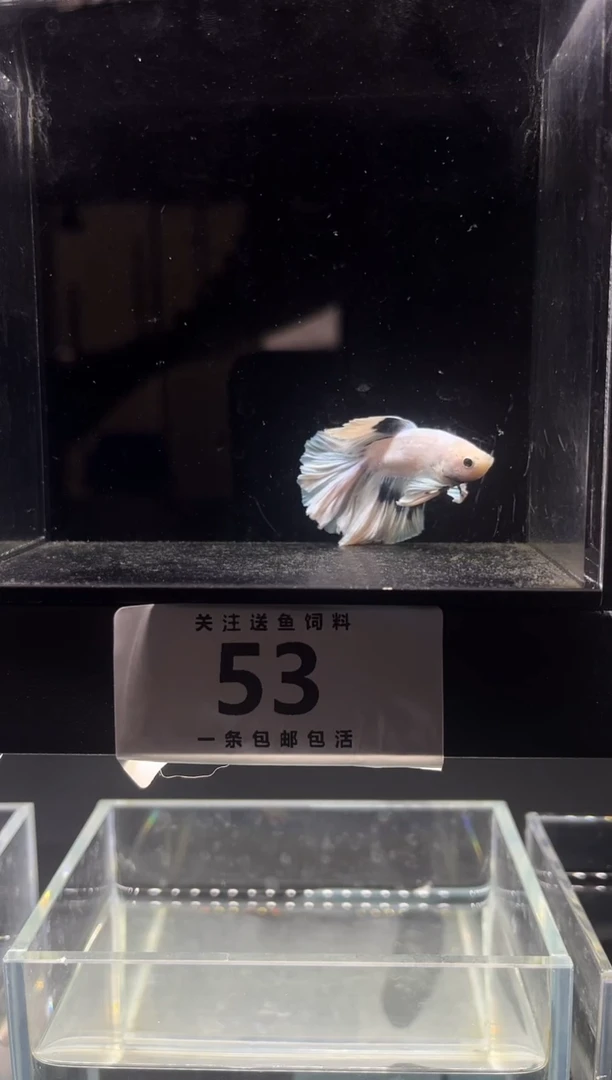 海水鱼斗鱼竟拍连接53