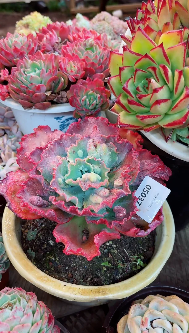 【闪购商品】05037