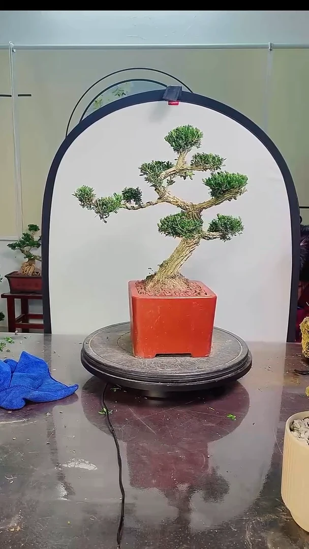 无花朵广东雀舌皱皮黄杨高端盆景