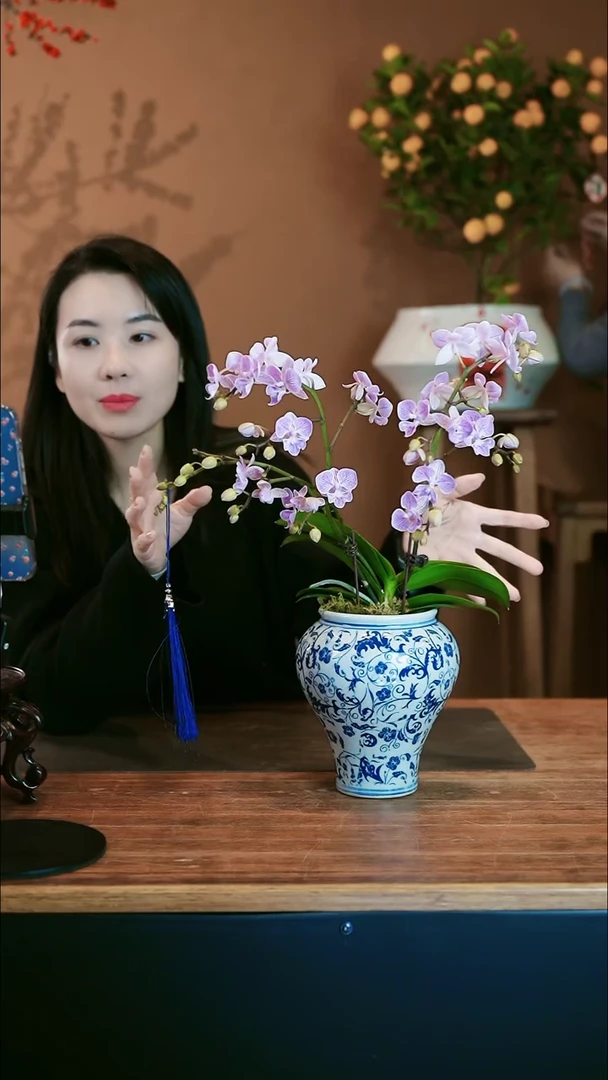 【闪购商品】盆景梦境